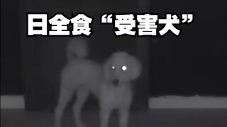 The funniest total solar eclipse video has been born! Please enjoy the first encounter of a puppy wi