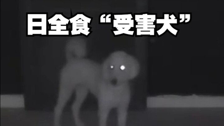 最爆笑的日全食视频诞生了！请欣赏第一次见到日全食的小狗！