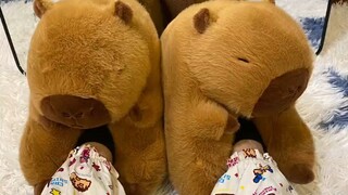 Ai mà biết được, hai chú chuột lang nước này không thể đi bằng chân được.