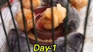 DAY-1 Vs DAY-15 🐣 #pets #animals