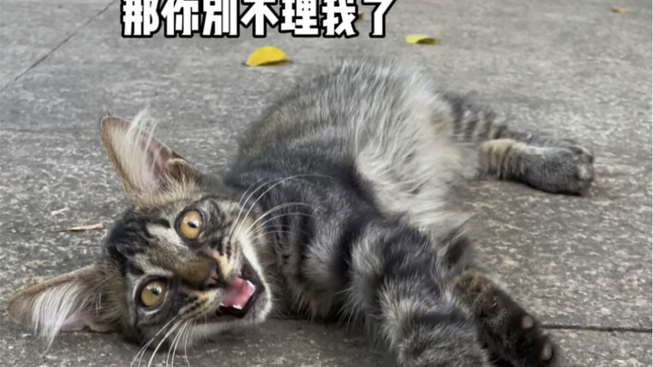 Cats can’t talk—they show their love through actions.