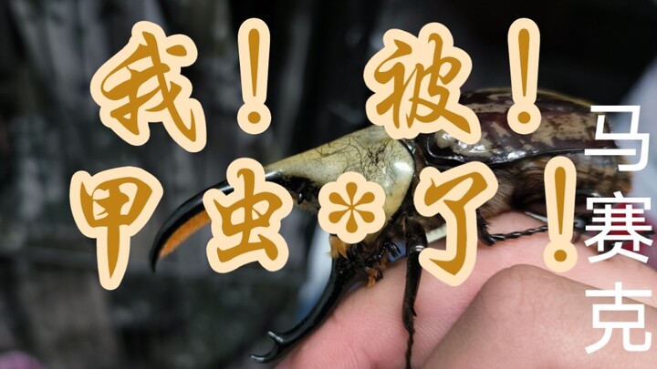 Families, who can relate? Tonight I got attacked by a beetle—the more I move, the fiercer it gets.