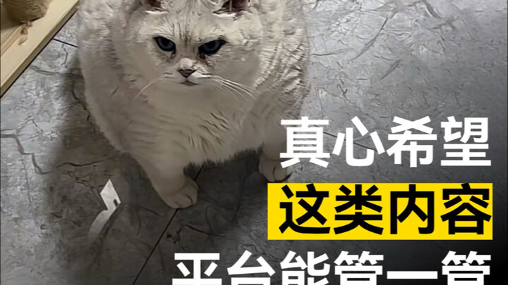 Aku penasaran, kenapa video kucing gemuk kayak gini bisa disukai banyak orang?