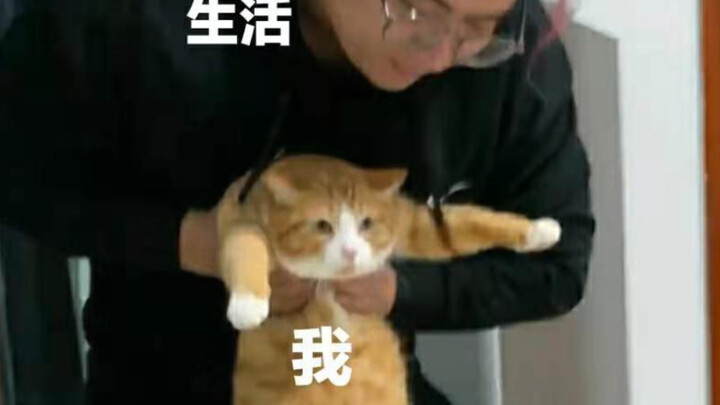 Mèo Mi hôm nay có cười không? _(:* ｣∠)_