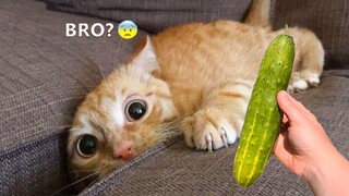 Funniest Cat Videos in the World #7 - Funny Dogs and Cats Videos