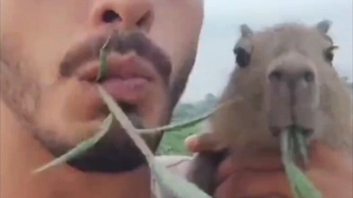 Quickly become good friends with the capybara