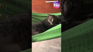 Nhìn là biết được cưng chiều thế nào rồi 😂 #Shorts #Yeulu #Yeuluofficial