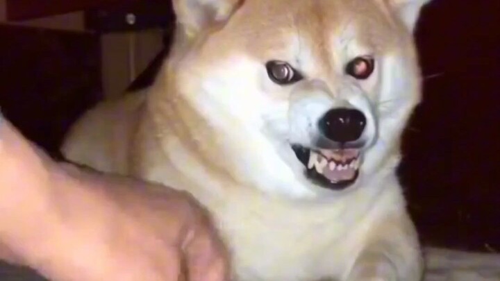 أرسم أقسى تعبير، وأتعاون بأكثر ما يمكن، كلب الشيواوا في بيتي ببساطة لا يطابق قلبه لسانه!