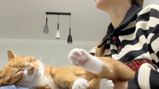 Keuntungan dari suhu yang turun adalah kucing-kucing itu jadi lebih sering menempel padaku lagi!