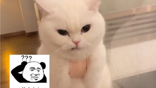 พี่สาวสุดเท่ห์หน้าเหมือนคนอื่นเยอะขนาดนั้นเลยเหรอ