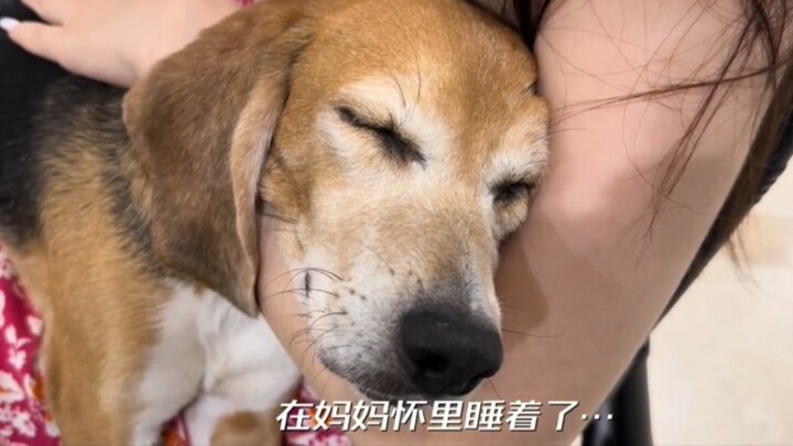 Du Jiang and Huo Siyan Adopt a Lab Dog—Follow-Up on “Huo Zhenzhu” (Coexistence Video)