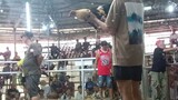first fight talisay 2 cocks hulutan .Pugo sport complex