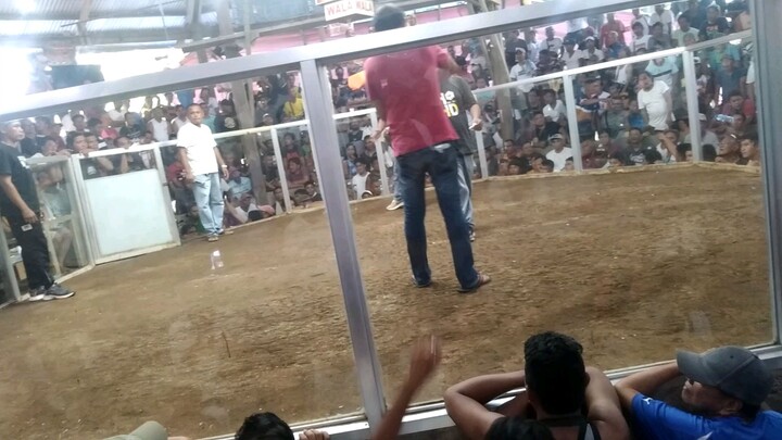 ipilan brookes point 4 cock derby D..