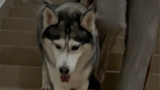 Làm thế nào để dắt chó xuống cầu thang đúng cách