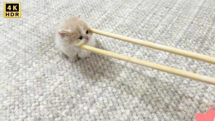 ‘🐱Mèo con thơm mềm ngon miệng’