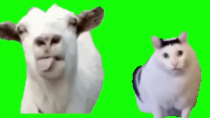 [Cừu lè lưỡi và Mèo bra] Trò chuyện xuyên máy chủ