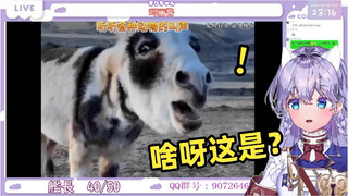 日本萌妹看《听听各种动物的可爱叫声》当场难绷