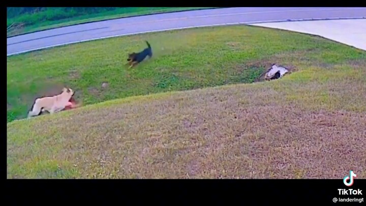 when you have a dog and also a protector ❤️