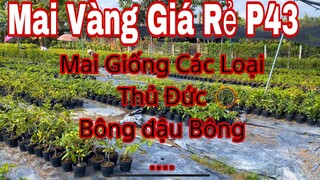 Mai vàng giá rẻ p43 | 0967717427 Hoàng | giảo thủ đức- cúc 2 tần ..... 2 cây gỏi hàng 500k bao ship