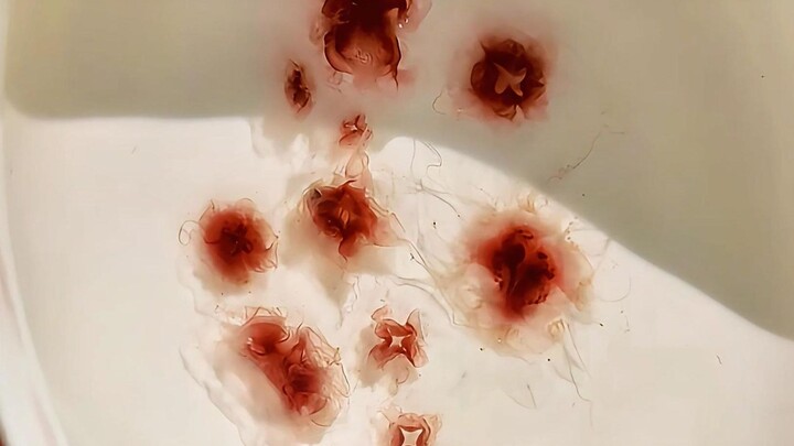 Nắng đẹp quá, phơi sứa nào!