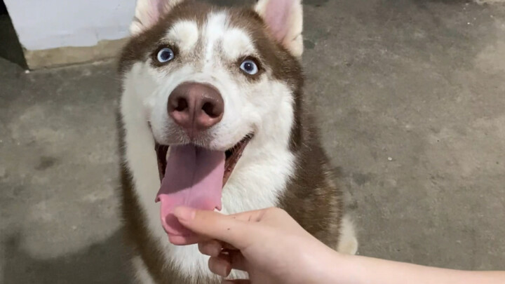 ลองจับลิ้นของไซบีเรียนฮัสกี้ดูสิ แล้วมันจะตอบสนองยังไง?