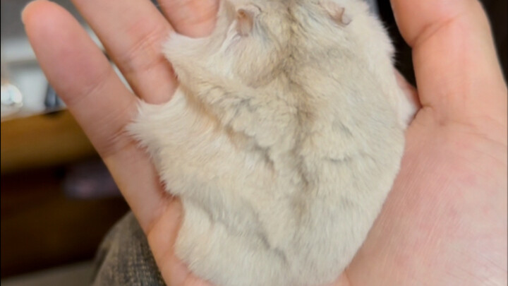 Nini, you’re actually not that fat.