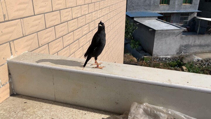 นกที่เลี้ยงไว้ในบ้านวางไข่แล้วสักที ตั้งตารอให้ลูกนกเกิดในอีกหนึ่งเดือนนะ! ฉันลองจับดูไข่แล้ว ไม่รู้