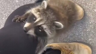 The village cut down trees and the raccoon became homeless. Finally, the village gave the raccoon a 