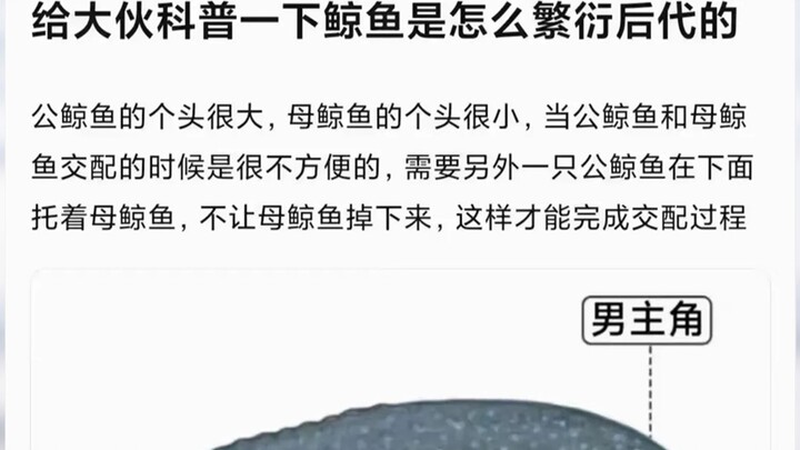 The story of Boi Whale, Mei Whale, and Xi Whale!!