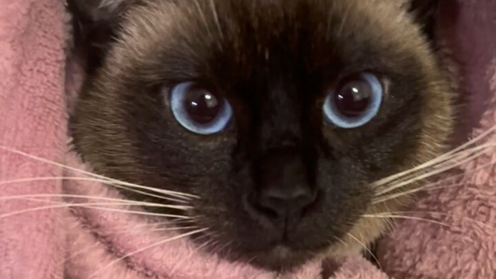 Kak, sama sekali tidak akan meninggalkan selimut, meong