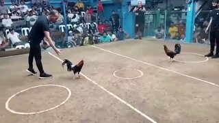 3rd fight manok ni eugine dec 20 2023