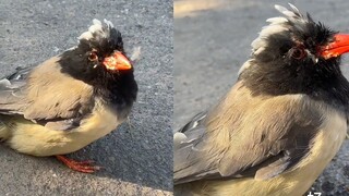 Seekor burung murai biru paruh merah diserang oleh dua burung gagak dan diselamatkan oleh seorang pr
