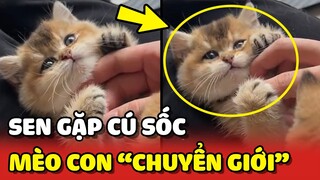 Chàng trai gặp phải CÚ SỐC LỚN khi nuôi mèo "CHUYỂN GIỚI" 😂 | Yêu Lu