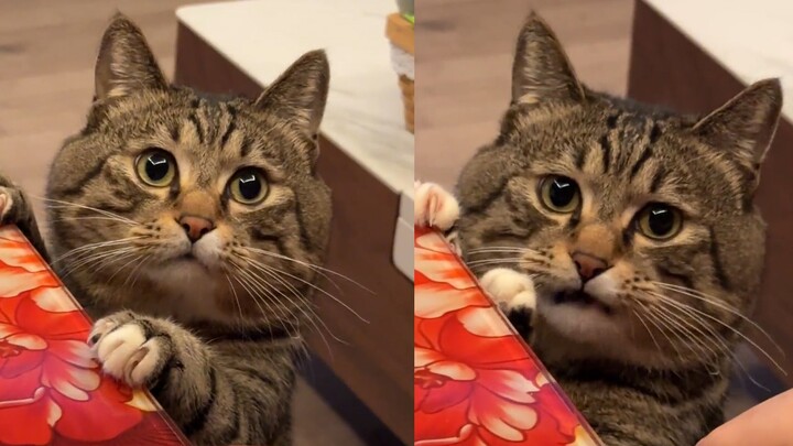 The cat humbly begs for food, but all the netizens care about is “ga ga”: if they had any, they’d fe