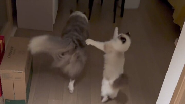 Cat: You are not allowed to give it to her.