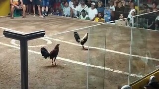 GBS Loss - 3 stag/cock combo derby