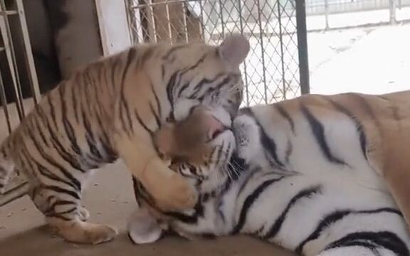 [Tiger] Repeat three times in his heart: This is my own child, this is my own child