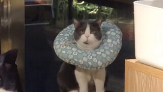 Cat: If it doesn’t work, let’s change our career.