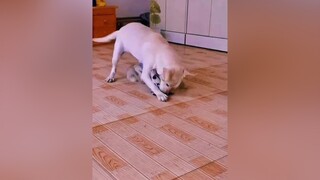 Lu đã bị lừa thucung cho dog pet thucungsieulay trend xuhuong vuinhon haihuoc