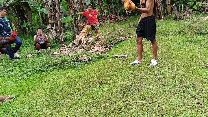 Aking 6-7 months na stag mayahin vs sa 1yr old na bulik