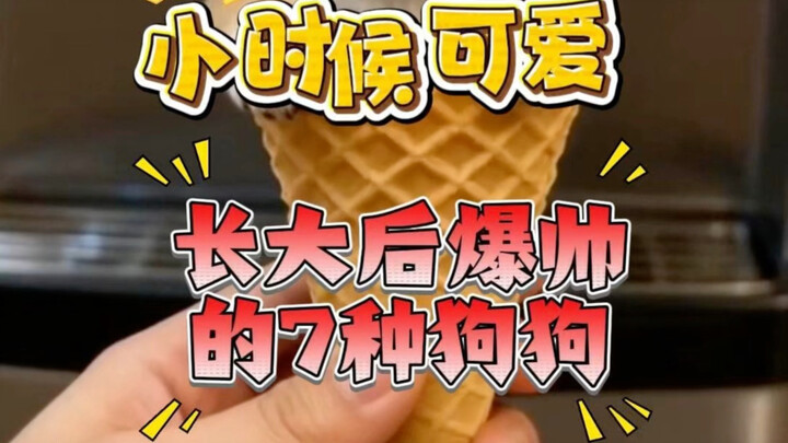 “Shiba Inu Puppies Are Illegally Cute! 7 Dog Breeds That’re Adorably Soft as Pups but Grow Up to Be 