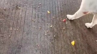 这狗得愧疚一辈子