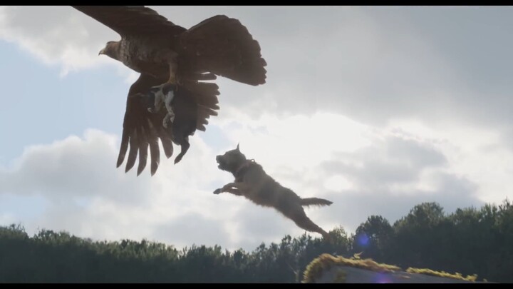 Strays - 2023 TOO Watch Full Movie : Link In Description