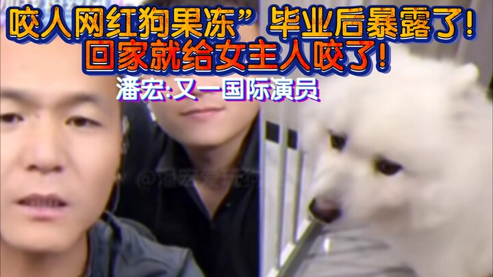 The viral “biting” dog Jelly has been exposed! As soon as it got home, it bit its female owner! Pan 