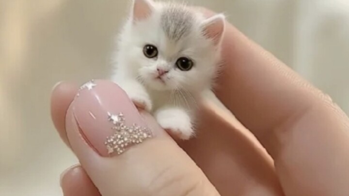 Apakah seluruh dunia akan menyukai kucing kecil yang imut, menggemaskan, dan penuh semangat melompat