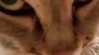 القط: إذا لم تقبل، فلنقاتل!