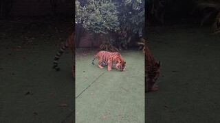 Tigers can learn to catch!