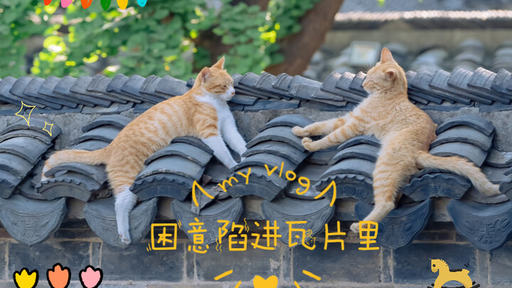 Drowsiness melts into the tiles—adorable summer-napping cat