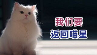 الثقب الدودي الذي يعيدني إلى كوكب الهررة فُتح في حمام منزلي.