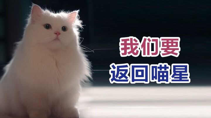 The wormhole back to Cat Planet opened up in my bathroom.